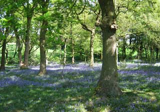 Woodland View - blubell woods