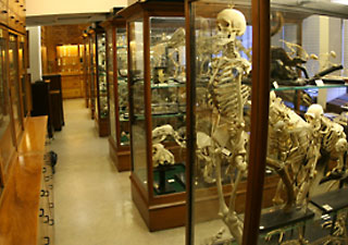 Alfred Denny Museum of Zoology, Sheffield - 3