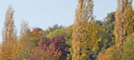 Trees in autumn